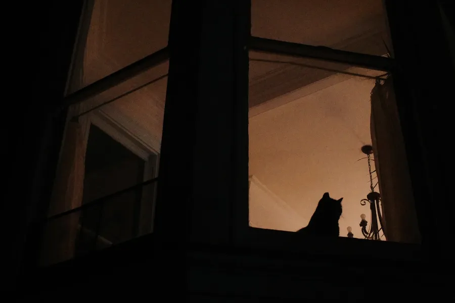 A cat silhouetted in a lit window at night.
