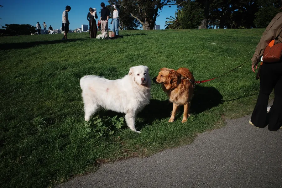 A white dog and a golden retriever meeting on a sunny park lawn.